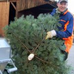 Weihnachtsbaum